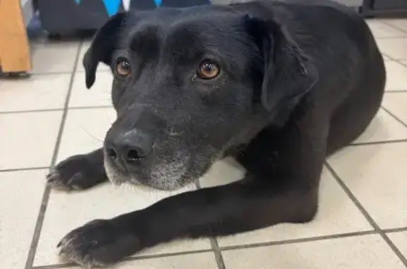 Найдена собака, Пенза, фото: Найдена собака, улица Бородина, 2А, Пенза - девочка похожа на лабрадора