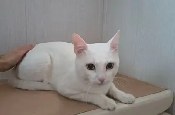 Найденные животные Санкт-Петербург, фото: Найдена кошка, Ланское шоссе, 45, Санкт-Петербург - белый окрас, светло-карие глаза