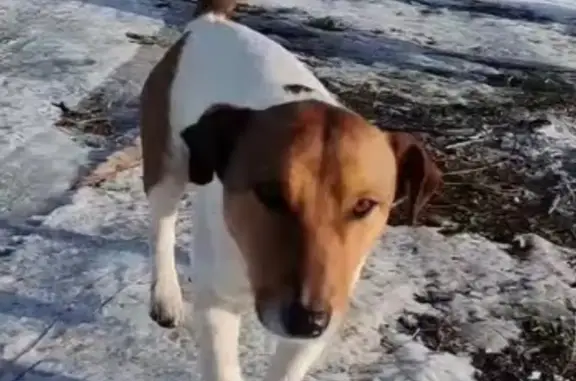 Пропала собака, 90К-003, Зильги, Кантышево - чёрный нейлоновый ошейник и шрамы на правой ляжке - photo