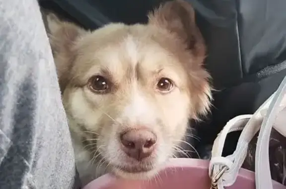 Пропал собака, Салмышская улица, 5/3, Оренбург - пушистый, напоминает корги - photo