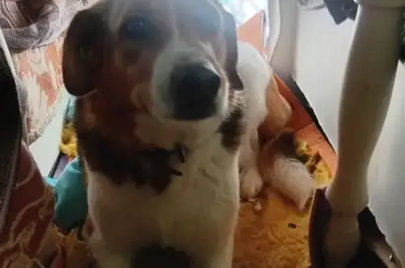 Пропала собака, улица Декабристов, 17, Жигулёвск - photo