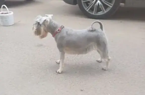 Пропала собака, Елецкая улица, 20Б, Волгоград - цвергшнауцер в красном ошейнике - photo