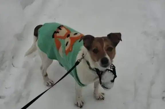 Найдена собака, Москва, фото: Найдена собака, женский пол, улица Островитянова, Москва - белая с рыжими пятнами