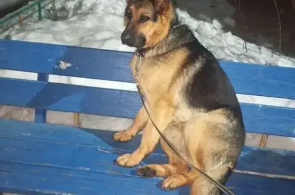 Найдена собака, Курск, фото: Найдена собака, улица Менделеева, Курск - рыже-черная девочка с ошейником