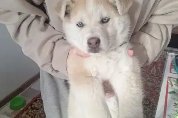 Найденные животные Абакан, фото: Найден собака, мужской, Аскизская улица, 180, Абакан - голубоглазый, 1.5 месяца