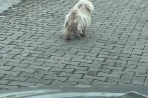 Найдена собака, Ласкино, фото: Найдена собака, Ласкино, Калининградская область - мокрый и грязный