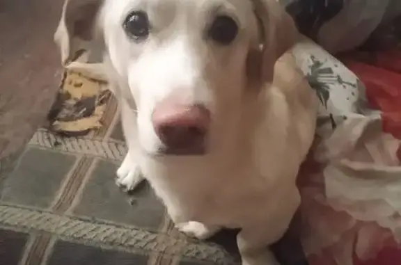 Найдена собака, Воронеж, фото: Найден собака, Краснознамённая улица, Воронеж - белая такса