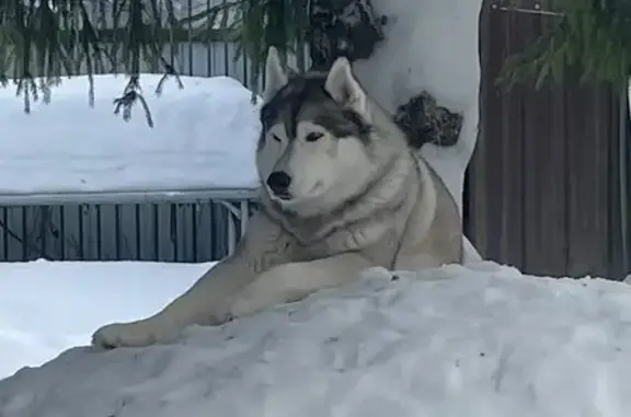 Собаки потеряшки, Шолохово, фото: Потеряшка собака, Шолохово, Московская область - хаски, 12 лет, черная шлейка с красным замком