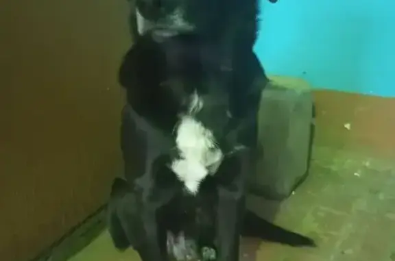 Найдена собака, Саранск, фото: Найдена собака, мужской пол, Сызранская улица, Саранск