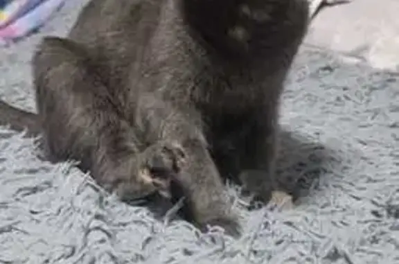 Пропала кошка, улица К.Цеткин, 28, Хадыженск - тёмно-серый окрас с рыжими вкраплениями - photo