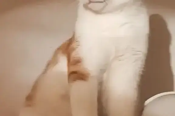 Пропал кот, Белореченск, Краснодарский край - бело/рыжий с зелёным ошейником - photo