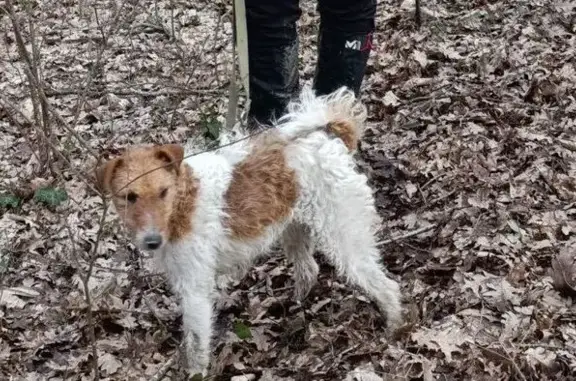 Найдена собака, Абинское, фото: Найдена собака породы фокстерьер, КРЕЙДЯНАЯ ДОРОГА, Абинское