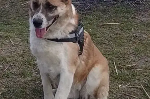 Пропала собака Мальчик, Краснодар (rl1149290) - photo