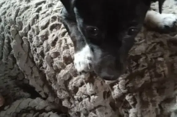 Пропала собака, женский пол, Смоленская улица, 19, городской округ Смоленск - photo