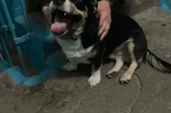 Найдена собака, Томск, фото: Найдена собака, Киевская улица, 79, Томск - черный ошейник