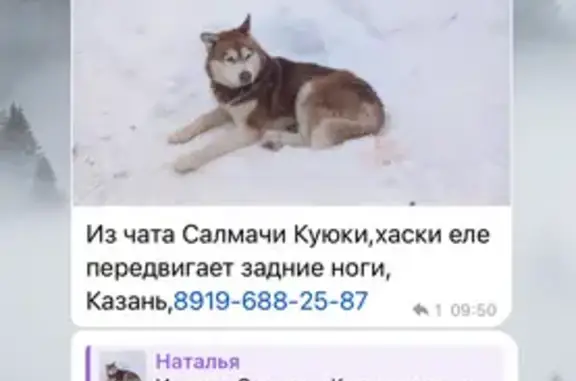 Найдена собака, Куюки, фото: Найдена собака, Куюки, Татарстан - бело-рыжая хаски