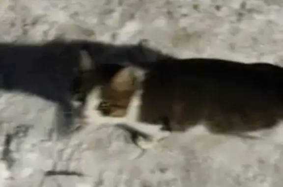 Найдена кошка, Сызрань, фото: Найдена кошка, Новая улица, 84, Сызрань - с отрубленным хвостом