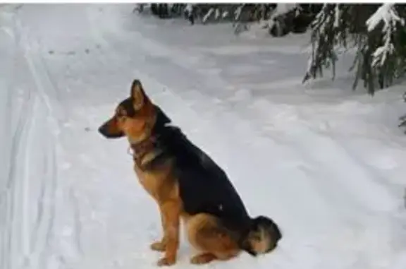 Пропала собака, Ильинская улица, Пермь - овчарка, 4 года - photo