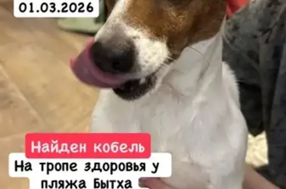 Найдена собака, Сочи, фото: Найден собака, Терренкур, Сочи - белый с коричневыми пятнами