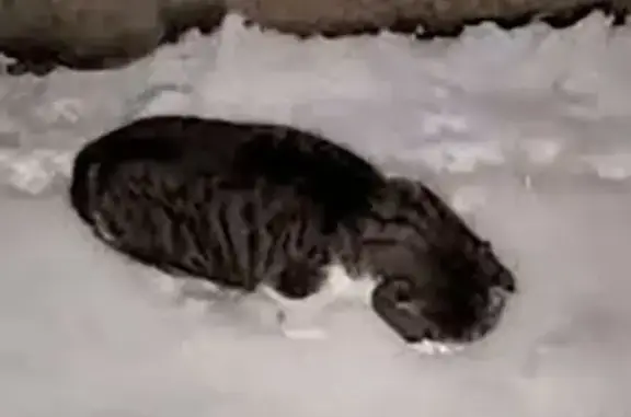 Найдена кошка, Пенза, фото: Найдена кошка, Тамбовская улица, 20/1, городской округ Пенза - серый с белым кот