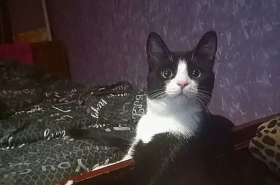 Пропала кошка, Олимпийская улица, 16, Самара - черно-белый окрас, зелёные глаза - photo