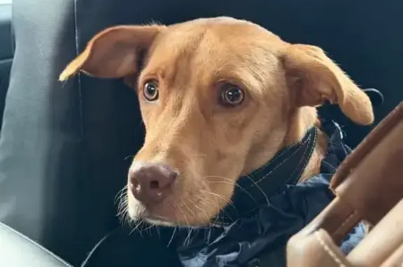 Пропала собака, Удобная, Краснодарский край - рыжая в коричневой жилетке - photo