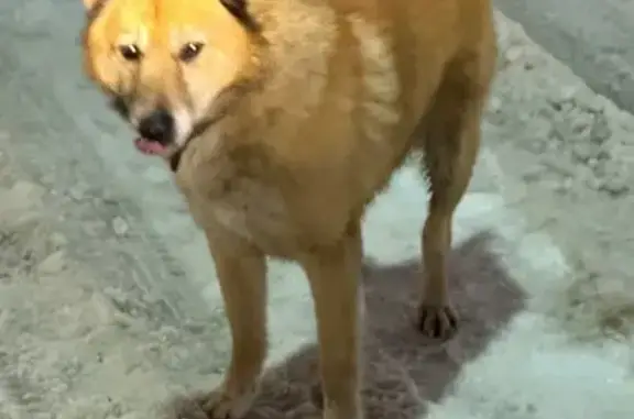 Найдена собака, Ивантеевка, фото: Найдена собака, 288, Ивантеевка - рыжий окрас, коричневый ошейник