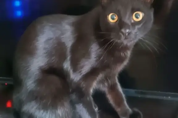 Пропала кошка, улица Игнатова, 37, Краснодар - гладкошерстный, жёлтоглазый - photo