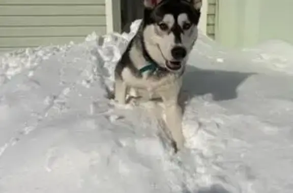 Найдена собака, Нагорное, фото: Найден хаски, мужской, КП Благово, Нагорное