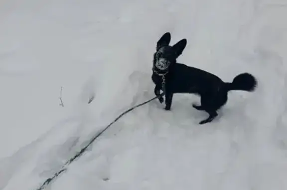 Пропала собака, Новосибирск, Новосибирская область - photo