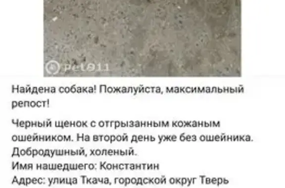 Пропала собака, улица Ткача, 16, Тверь - photo