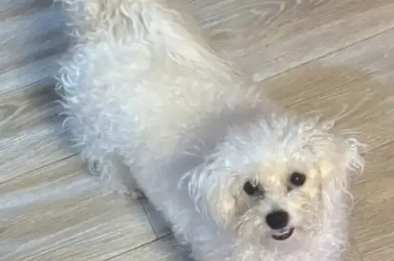 Пропала собака, женский пол, улица Утегенова, Гусев - photo