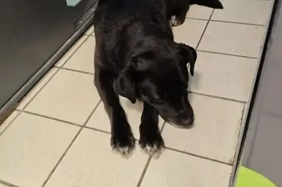 Найдена собака, Пенза, фото: Найдена собака, улица Бородина, 2А, городской округ Пенза, сидит в Пятёрочке