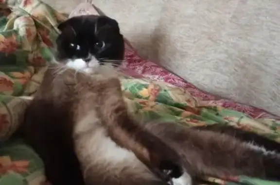 Пропал кот, Перевоз, Нижегородская область - похож на сиамского, голубые глаза - photo