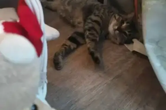 Пропала кошка, Московская улица, 2А, городской округ Бузулук - окрас серо-зелёный с пятнами - photo