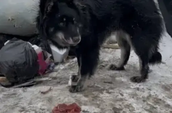 Найденные животные Оренбург, фото: Найдена собака, улица Берёзка, 6/1, Оренбург - милый пёсик с белыми лапками