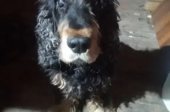 Пропала собака, Молодёжная улица, Верховье - photo