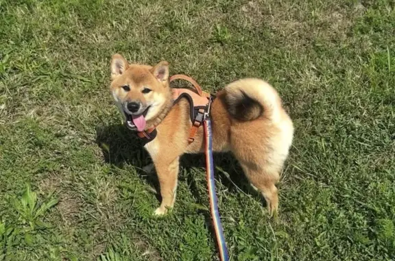 Пропала собака, Цветочный переулок, Майкоп - photo