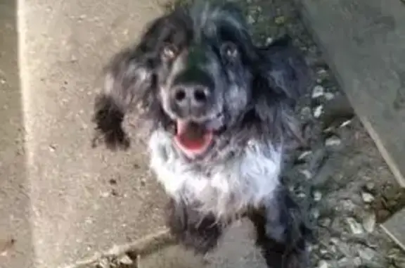 Пропал собака, Меленки, Владимирская область - черно-серый русский спаниель - photo