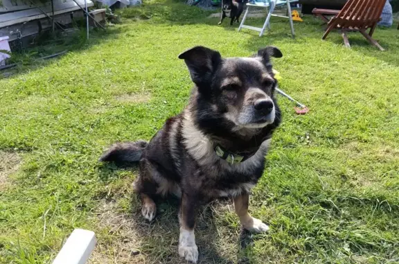 Пропал собака, мужской, Чистая улица, 7, Петрозаводск - в зелёном ошейнике - photo