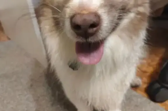 Пропал собака, проспект Дзержинского, 40, Оренбург - photo