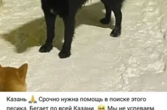 Пропал собака, Казань, Татарстан - photo