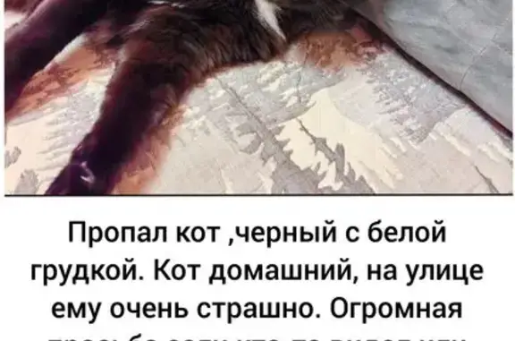 Объявления о пропавших и найденных животных, Муром, фото: Пропал кот, Московская улица, 103, Муром - чёрный с белой грудкой