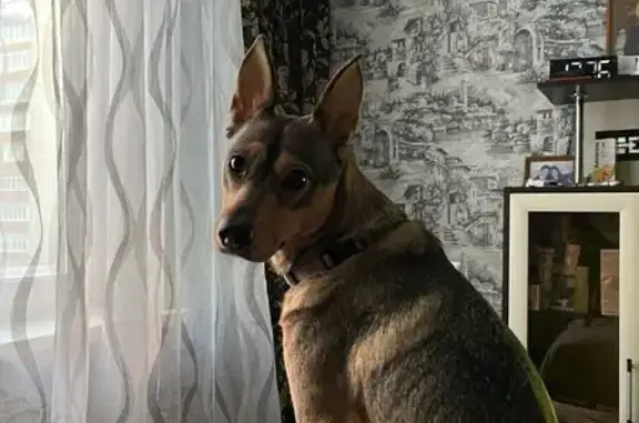 Пропала собака, улица Георгия Мушникова, 9, Уфа - откликается на имя Джуля - photo