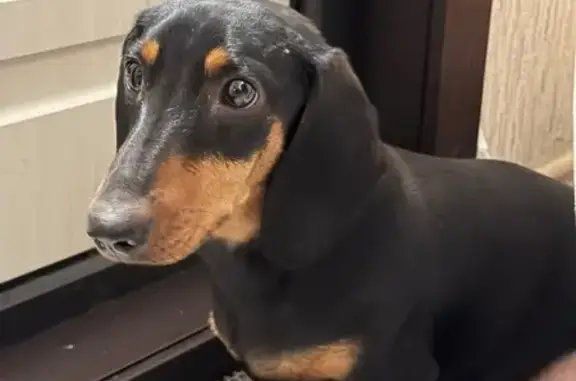 Сегодня, 1 марта, примерно в 20:50 на проспекте Победы (район СНТ «Садовод-любитель 1») под машину к нам выбежала такса девочка. Замерзшая, одна, вокруг никого не было. Собаку забрали домой, чтобы спасти от холода и машин. К сожалению, оставить у себя надолго не можем. Ищем либо старого хозяина (очень ждем!), либо человека, который готов взять на передержку или помочь с пристройством. Сами отвезем в приют, если не найдется вариантов.