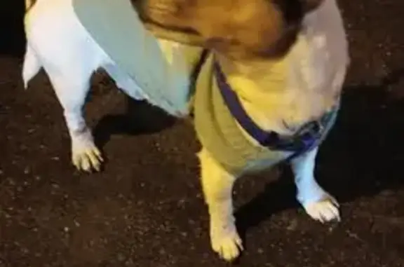 Найдена собака, Москва, фото: Найдена собака, девочка, улица Островитянова, Москва - порода джек-рассел-терьер