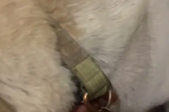 Найдена собака, Калининград, фото: Найдена собака, женский пол, улица Полковника Ефремова, 2, Калининград - светло-зеленый ошейник