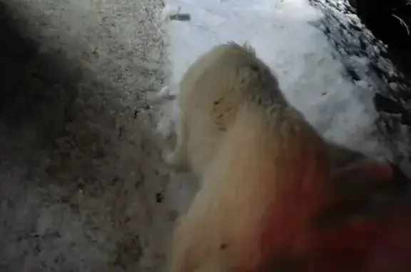 Найдена собака, Ладыжино, фото: Найдена собака, Ладыжино, Калужская область - очень крупная и пушистая