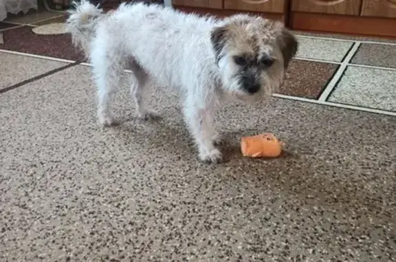 Пропала собака, район Ромашина, Клинцы - откликается на имя Жесси - photo