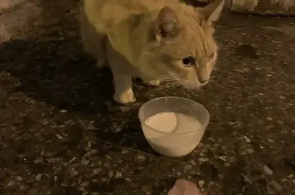 Найдена кошка, Орехово-Зуево, фото: Найдена кошка, Мадонская улица, 26А, Орехово-Зуево - рыжая и ласковая